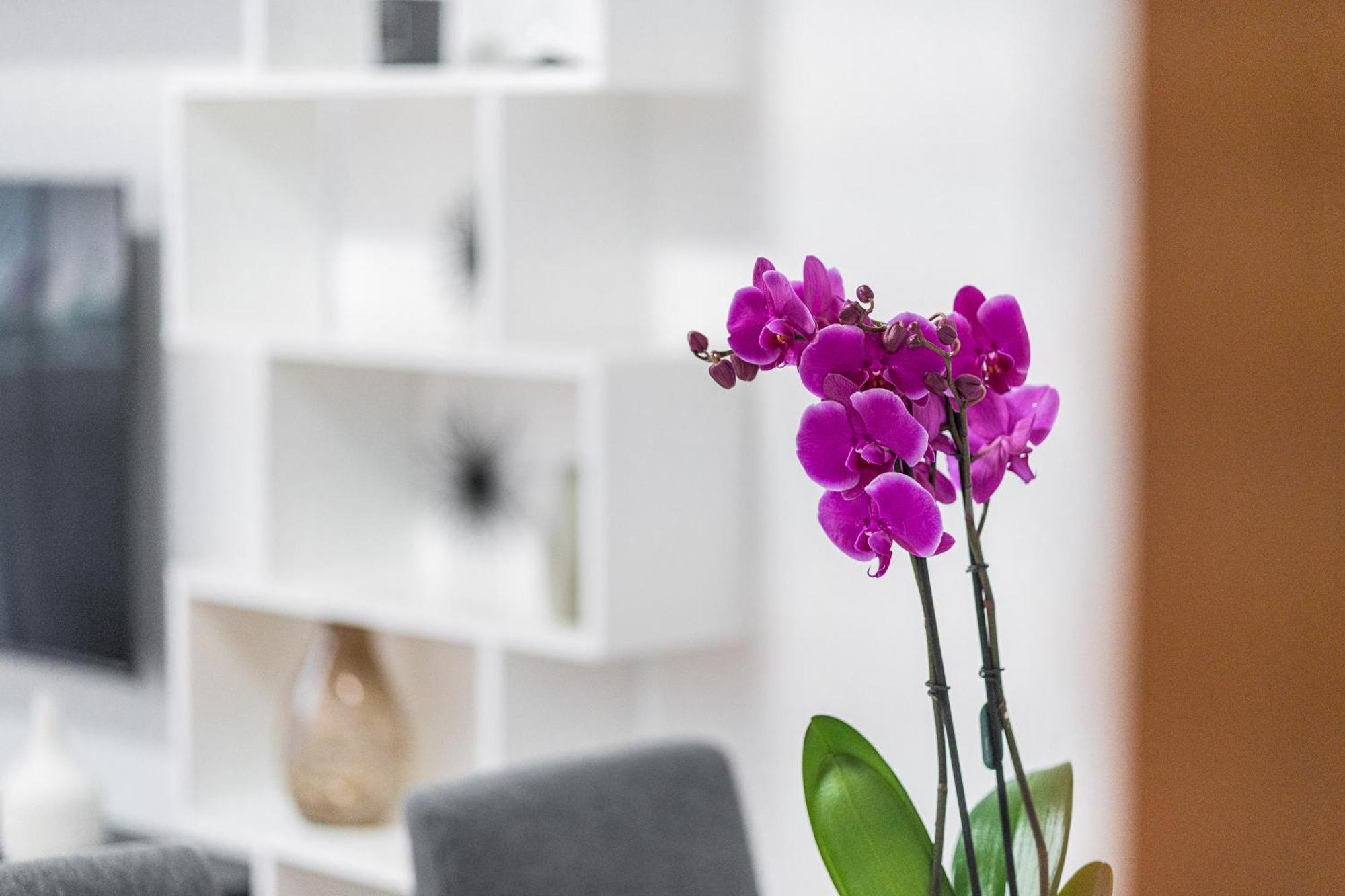 Domus Leo Roma Apartman Kültér fotó